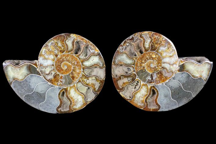 Cut & Polished Ammonite Fossil - Agatized #79704
